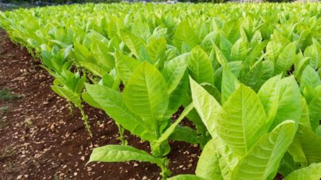 PT Gudang Garam Hentikan Pembelian Tembakau dari Petani di Temanggung